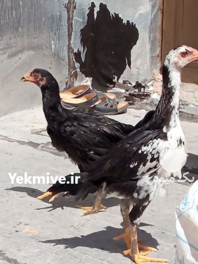 خروس لاری در اردبیل در گروه مرغ و خروس و بوقلمون و اردک قو قاز در یکمیوه -عکس1