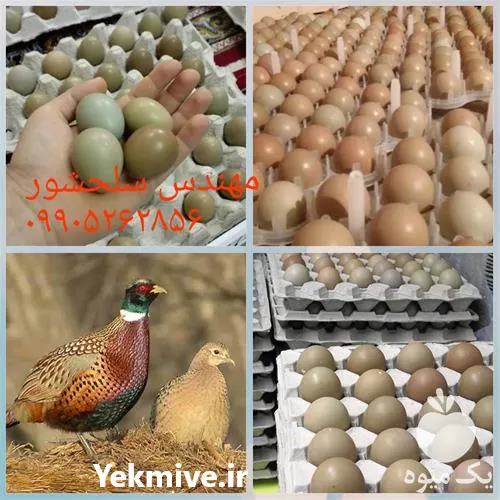 قیمت خرید تخم قرقاول در فارس در گروه انواع تخم ها در یکمیوه -عکس1