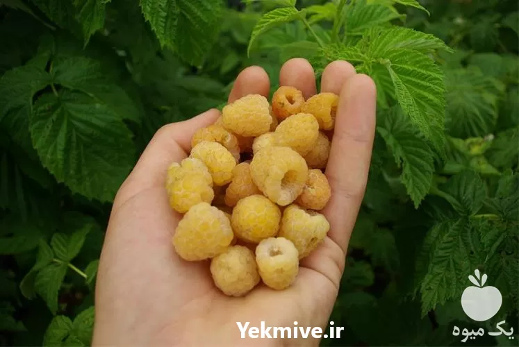 فروش نهال رزبری فال گلد طلایی در مازندران در گروه خرید و فروش نهال مرکبات در یکمیوه -عکس1