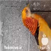 خرید و فروش انواع جوجه قرقاول در تهران در گروه خرید و فروش انواع پرنده در یکمیوه