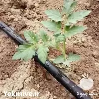 قیمت خرید نوار تیپ کشاورزی در گروه خرید و فروش نوار تیپ در یکمیوه