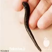 آموزش پرورش زالو طبی در گروه دوره آموزش کشاورزی در یکمیوه