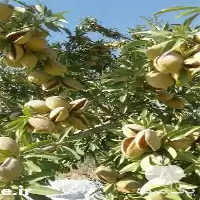 فروش نهال بادام تونو در اصفهان در گروه خرید و فروش نهال بادام در یکمیوه