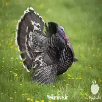 خرید جوجه بوقلمون برنز یک روزه در خراسان رضوی در گروه مرغ و خروس و بوقلمون و اردک قو قاز در یکمیوه