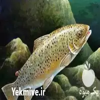 پرورش ماهی قزل آلا در تهران در گروه دوره آموزش کشاورزی در یکمیوه