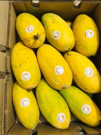 فروش مستقیم انبه پاکستان در ارومیه در گروه خرید و فروش انبه در یکمیوه