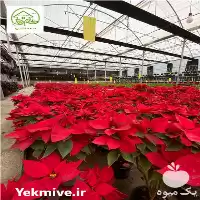 قیمت خرید بنت قنسول در پاکدشت در گروه خرید و فروش گیاهان زینتی در یکمیوه