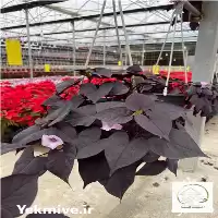 قیمت خرید ایپومیا در گروه خرید و فروش گیاهان زینتی در یکمیوه