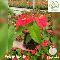 قیمت خرید انتوریوم در پاکدشت در گروه خرید و فروش گیاهان زینتی در یکمیوه