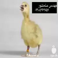 فروش جوجه غاز در گروه مرغ و خروس و بوقلمون و اردک قو قاز در یکمیوه