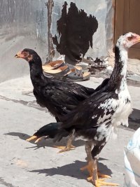 خروس لاری در اردبیل در گروه مرغ و خروس و بوقلمون و اردک قو قاز در یکمیوه