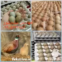 قیمت خرید تخم قرقاول در فارس در گروه انواع تخم ها در یکمیوه