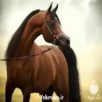 آموزش پرورش اسب همراه با مدرک در تهران در گروه دوره آموزش کشاورزی در یکمیوه