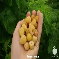 فروش نهال رزبری فال گلد طلایی در مازندران در گروه خرید و فروش نهال مرکبات در یکمیوه
