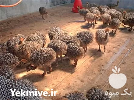 قیمت خرید جوجه شترمرغ در گروه مرغ و خروس و بوقلمون و اردک قو قاز در یکمیوه -عکس1