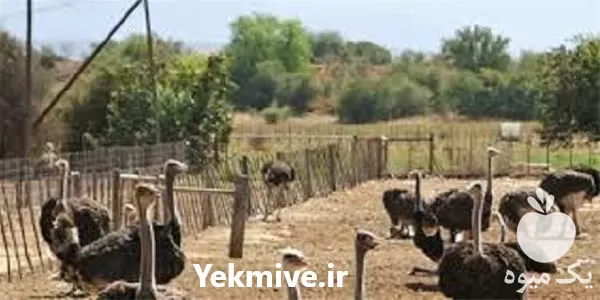 فروش دوره آموزش پرورش شترمرغ در تهران در گروه دوره آموزش کشاورزی در یکمیوه -عکس1