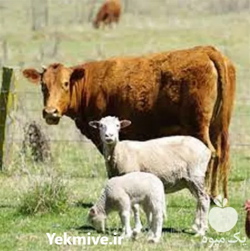 صفر تا صد آموزش بهداشت بیماری دام در گروه دوره آموزش کشاورزی در یکمیوه -عکس1