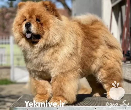 خرید سگ چاوچاو اصیل زبان بنفش در تهران در گروه سگ و گربه در یکمیوه -عکس1