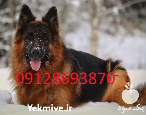 مرکز پروروش سگ ژرمن شپرد و شولاین در اصفهان در گروه سگ و گربه در یکمیوه -عکس1