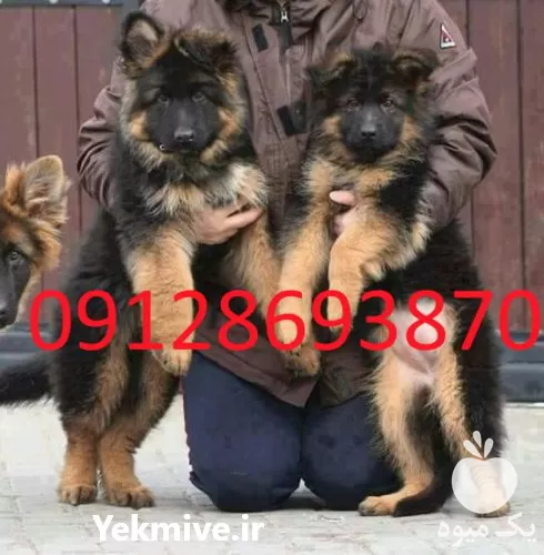 قیمت خرید توله ژرمن شولاین نر در اردبیل در گروه سگ و گربه در یکمیوه -عکس1