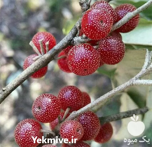 مشاوره تهیه توزیع نهاده های کشاورزی در گروه خرید و فروش نهال در یکمیوه -عکس1