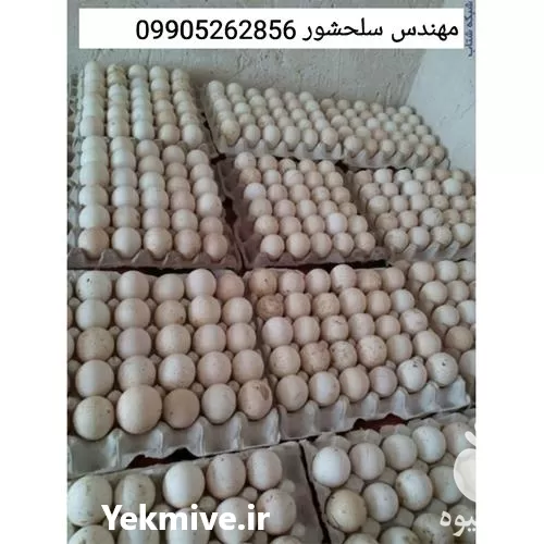 فروش تخم بوقلمون انگلیسی در خوزستان در گروه انواع تخم ها در یکمیوه -عکس1