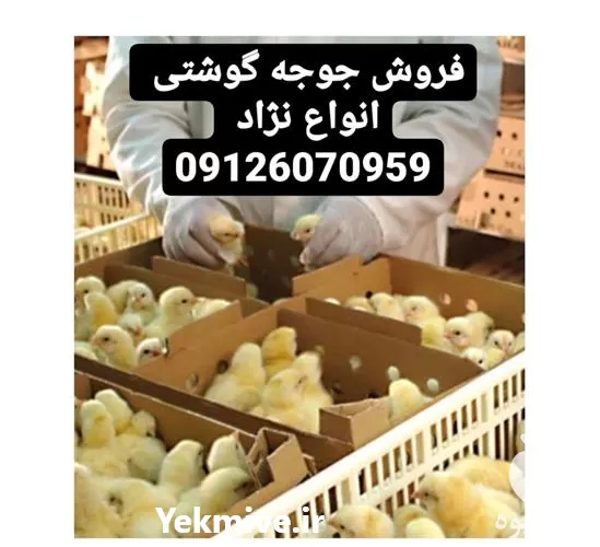 صادرات جوجه گوشتی به افغانستان در تهران در گروه مرغ و خروس و بوقلمون و اردک قو قاز در یکمیوه -عکس1