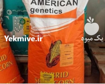 بذر ذرت امریکن ژنتیک در گروه خرید و فروش بذر ذرت در یکمیوه -عکس1