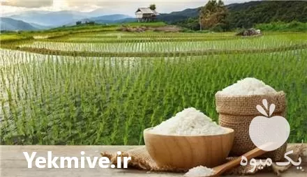 قیمت خرید انواع برنج ایرانی در رشت در گروه خرید و فروش برنج در یکمیوه -عکس1