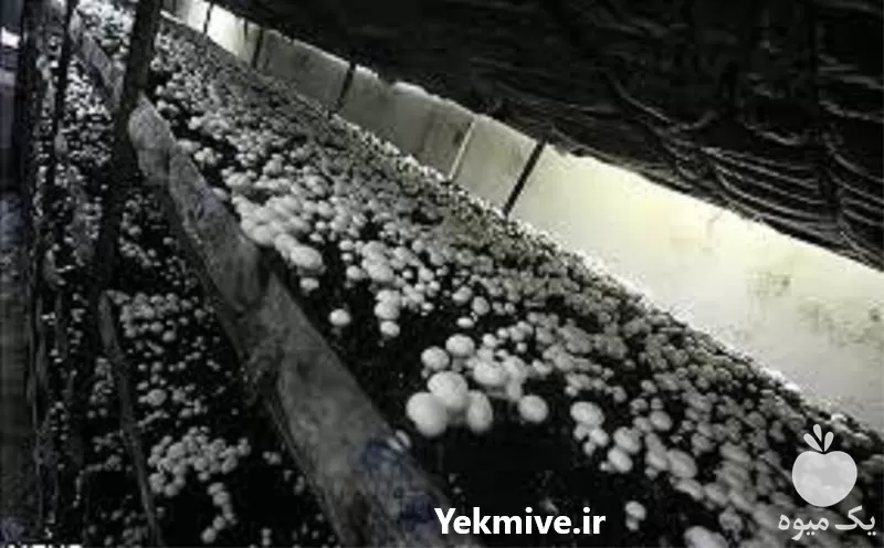 آموزش پرورش قارچ دکمه ای در گروه دوره آموزش کشاورزی در یکمیوه -عکس1