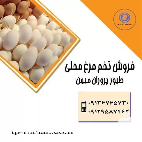 مرغ پوست قهوه ای پوست سفید در تهران در گروه انواع تخم ها در یکمیوه -عکس1