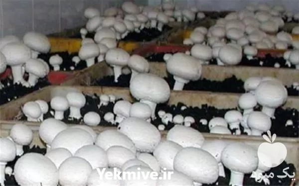 دوره آموزش پرورش قارچ دکمه ای در تهران در گروه دوره آموزش کشاورزی در یکمیوه -عکس1