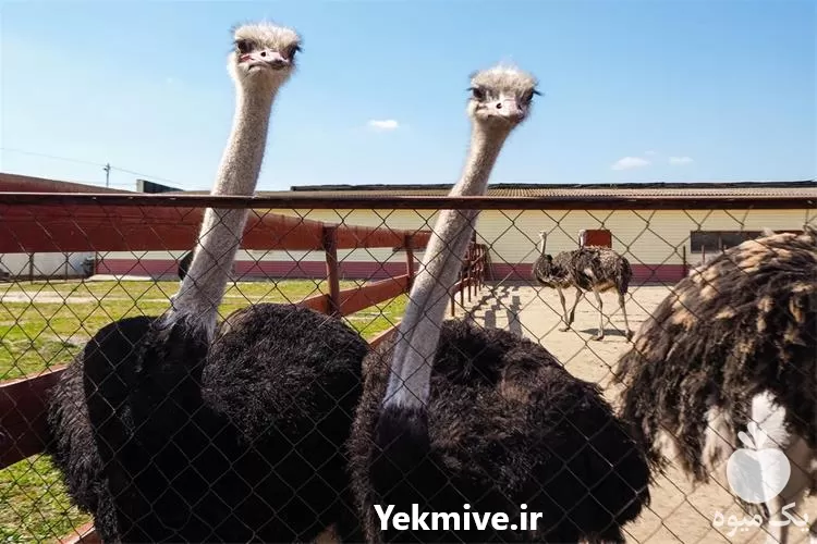 پرورش بوقلمون به صورت تخصصی در گروه دوره آموزش کشاورزی در یکمیوه -عکس1