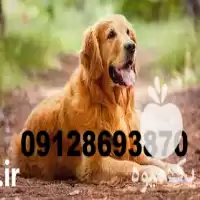 خرید سگ گلدن رتریور اصیل طلایی در تهران در گروه سگ و گربه در یکمیوه