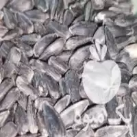تخمه آفتابگردان اسکار بذری بوجار شده در کلاله در گروه خرید و فروش انواع تخمه در یکمیوه