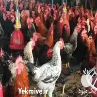 آگهی مشابه فروش مرغ محلی در تهران در گروه مرغ و خروس و بوقلمون و اردک قو قاز در یکمیوه