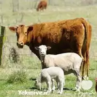 صفر تا صد آموزش بهداشت بیماری دام در گروه دوره آموزش کشاورزی در یکمیوه