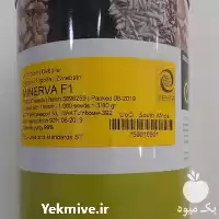 خرید بذر پیاز مینروا با گارانتی در گروه خرید و فروش بذر پیاز در یکمیوه