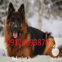 مرکز پروروش سگ ژرمن شپرد و شولاین در اصفهان در گروه سگ و گربه در یکمیوه