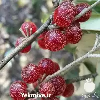 مشاوره تهیه توزیع نهاده های کشاورزی در گروه خرید و فروش نهال در یکمیوه