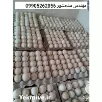 فروش تخم بوقلمون انگلیسی در خوزستان در گروه انواع تخم ها در یکمیوه