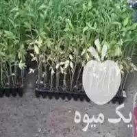 فروش شیتل گوجه فرنگی فلفل خیارو  در میاندوآب در گروه خرید و فروش گوجه فرنگی در یکمیوه