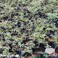 قیمت خرید نهال پسته در قزوین در گروه خرید و فروش نهال پسته در یکمیوه