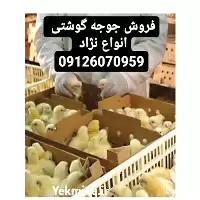 صادرات جوجه گوشتی به افغانستان در تهران در گروه مرغ و خروس و بوقلمون و اردک قو قاز در یکمیوه