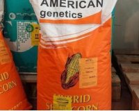 بذر ذرت امریکن ژنتیک در گروه خرید و فروش بذر ذرت در یکمیوه