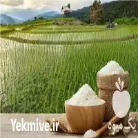 قیمت خرید انواع برنج ایرانی در رشت در گروه خرید و فروش برنج در یکمیوه