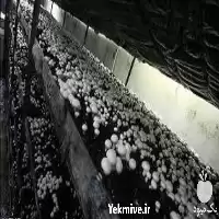 آموزش پرورش قارچ دکمه ای در گروه دوره آموزش کشاورزی در یکمیوه