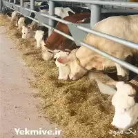 گوساله ماده و گوساله دورگه تضمینی در گروه گاو و گوسفند و میش و بز کهره گوساله در یکمیوه