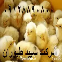 قیمت خرید جوجه گوشتی در تهران در گروه مرغ و خروس و بوقلمون و اردک قو قاز در یکمیوه