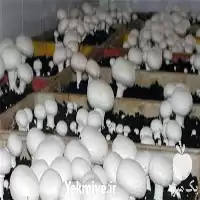 دوره آموزش پرورش قارچ دکمه ای در تهران در گروه دوره آموزش کشاورزی در یکمیوه